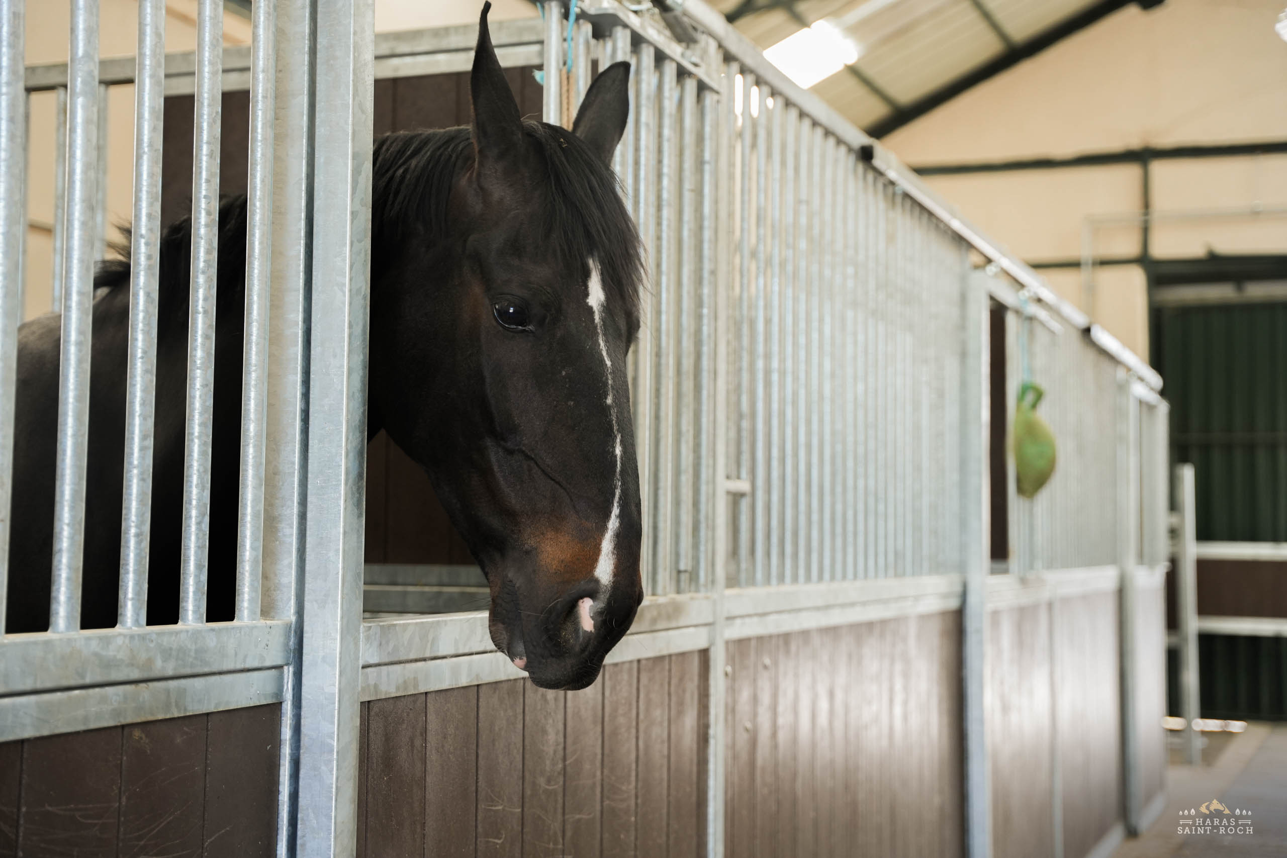HarasSaintRoch-centre-equestre-2025-018