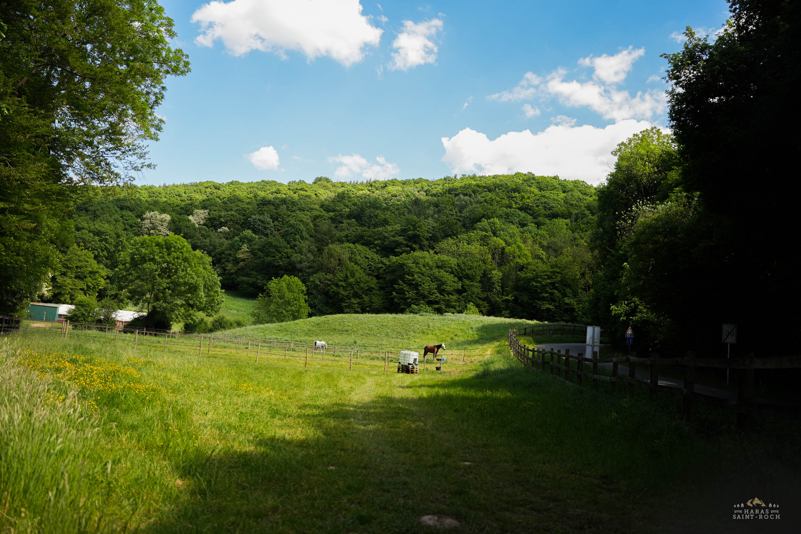 HarasSaintRoch-centre-equestre-2025-152