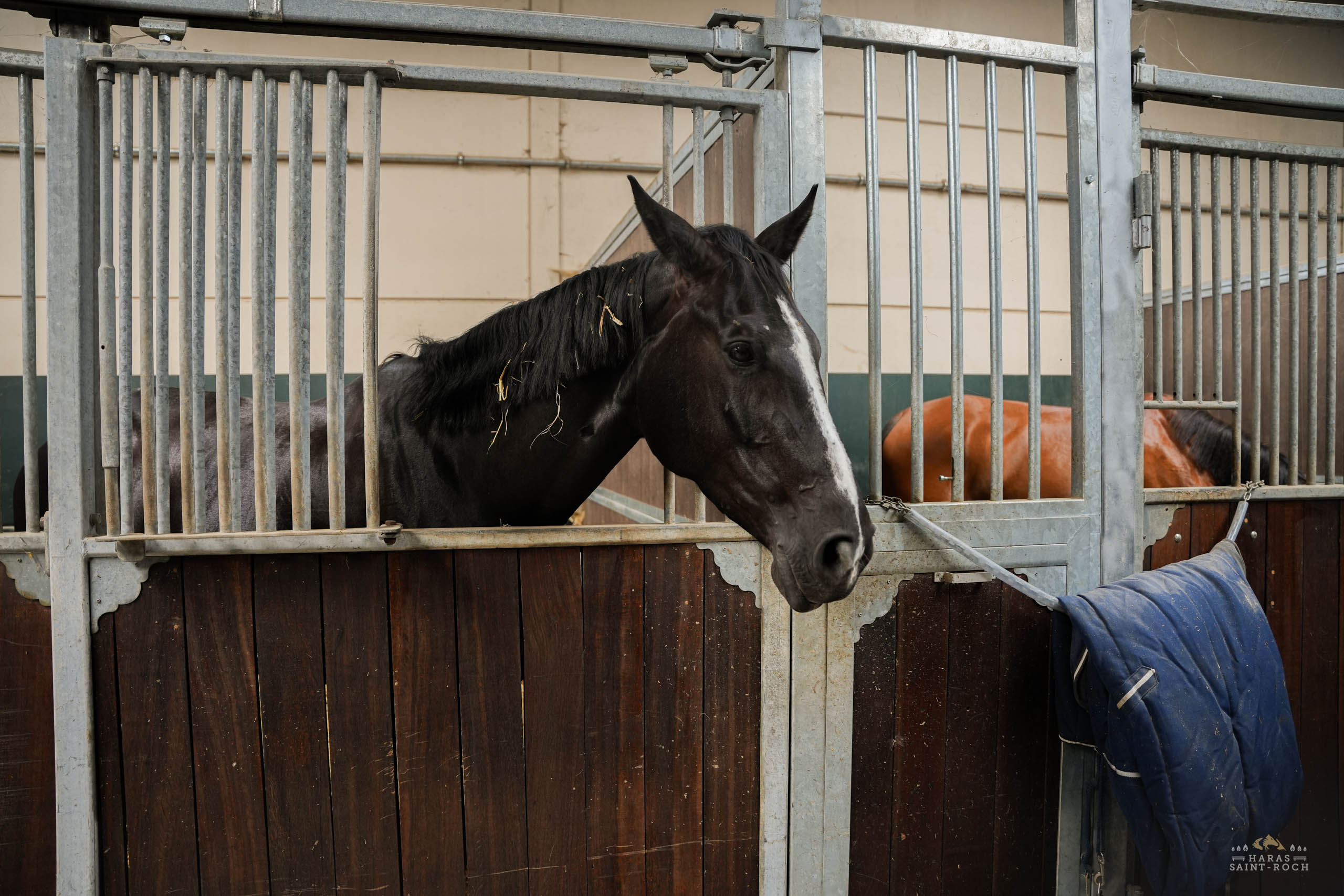 HarasSaintRoch-centre-equestre-2025-047